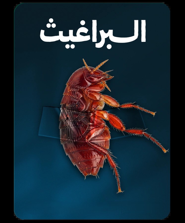 البراغيث
