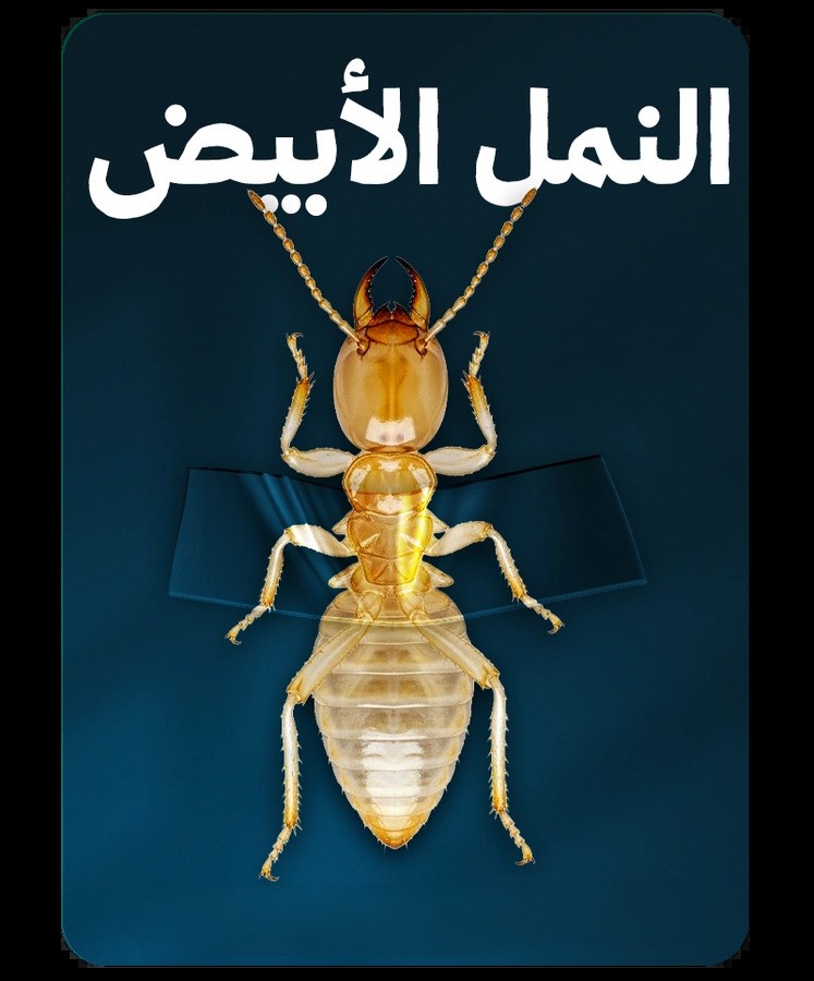 النمل الأبيض