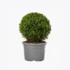 product-image-4_optimized Tellus Molestie
